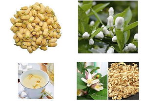 代代花的功效与作用及禁忌是什么