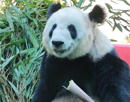 大熊猫丫丫迎来了它的二十四岁生日，国宝的成长与守护