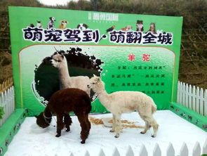 三只羊杭州总部出租背后的故事与启示