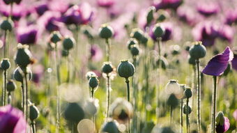 隐藏的美丽，关于罂粟花种子的故事与警示