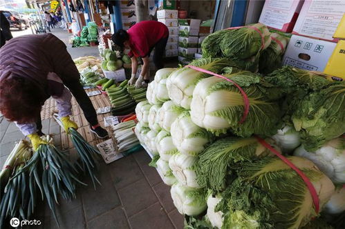 韩国大白菜价格飙升，37元一颗背后的原因与思考