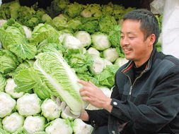 韩国大白菜价格飙升，37元一颗背后的原因与思考