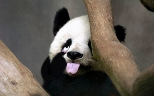 痛失国宝，大熊猫戴立的离世与我们的哀思