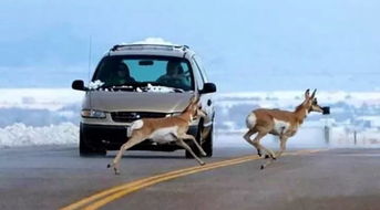 小天鹅的天价遭遇，被薅走7000万背后的启示