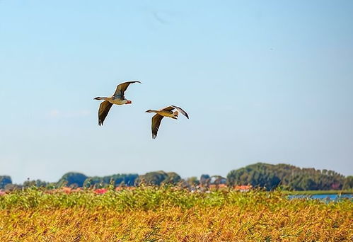小天鹅的天价遭遇，被薅走7000万背后的启示