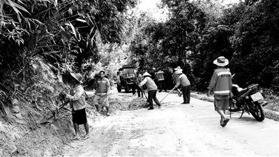海口花梨王被吹倒，风雨中的悲剧与生态保护反思