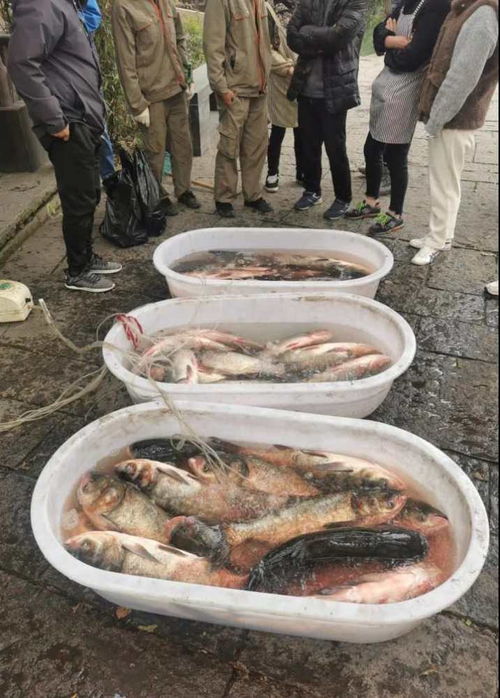 下塘捞鱼遭遇鱼斗记