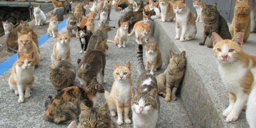 悲剧的演绎，猫被绑四肢扔下楼的悲剧启示