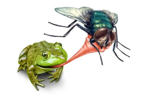 海关截获蝇蛹事件，透视生物入侵与国门安全