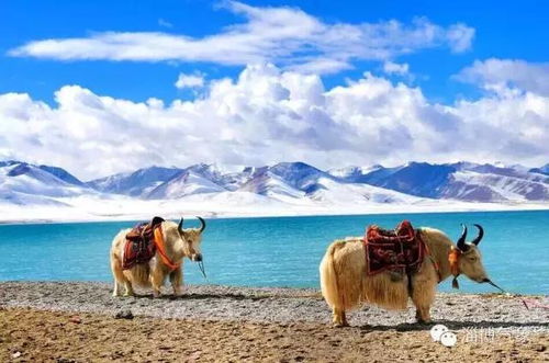 75岁骑电驴拉萨旅游，勇气与梦想的旅程