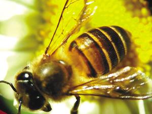 百万只蜜蜂离奇死亡事件探秘