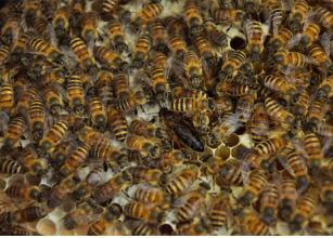 百万只蜜蜂离奇死亡事件探秘