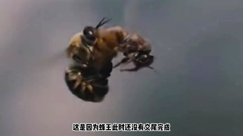 百万只蜜蜂离奇死亡事件探秘