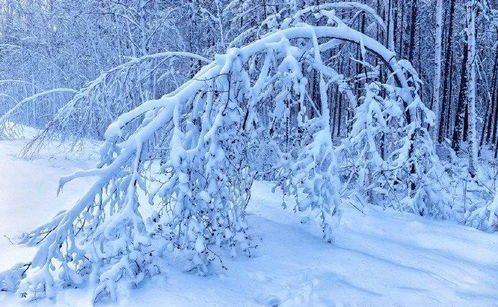 漠河下雪了