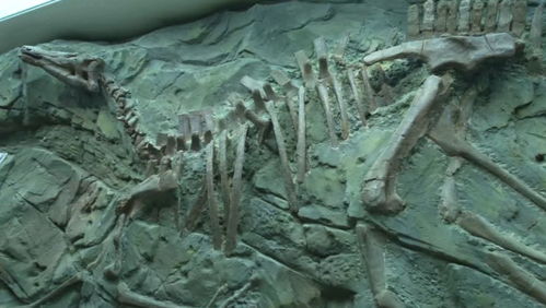 古生物化石保护，共筑时光的守望者