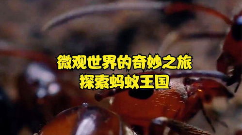 年轻人养黏菌当宠物，探索微观世界的奇妙之旅