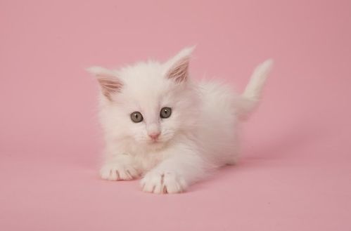 王欣瑜再现猫咪狩猎，一场关于自然本能的探索与感悟