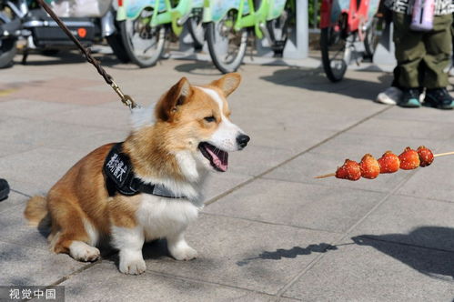 警犬福仔有班味儿了
