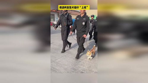 警犬福仔有班味儿了