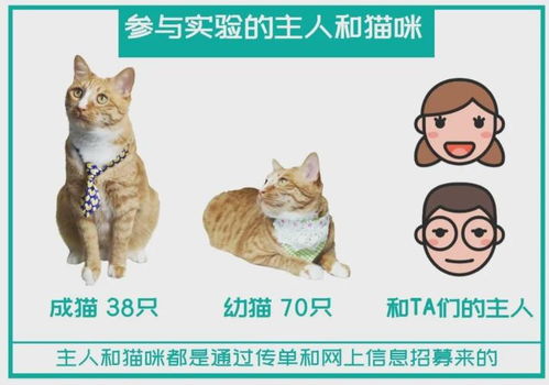 猫的这项能力超婴儿，惊人的感官敏锐度与学习能力