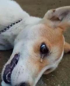 狗咬死小偷，一个悲剧的警示