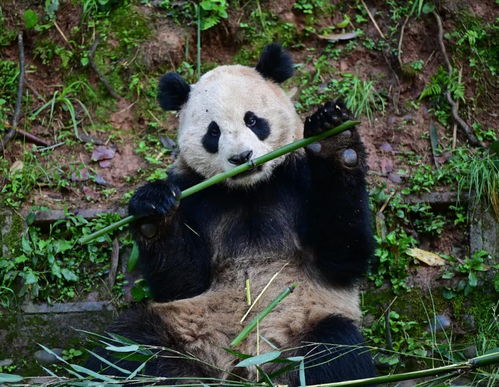 旅比大熊猫下月回国，跨越国界的友谊与期待