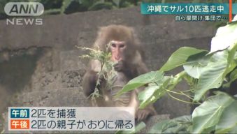 2出逃实验猴被找回，伦理、法律与动物福利的深思