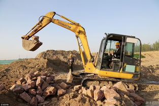挖机师傅遇老虎巡山，一场意外的自然邂逅