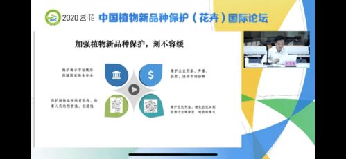 上海婚姻律师，守护家庭和谐与法律正义的守护者