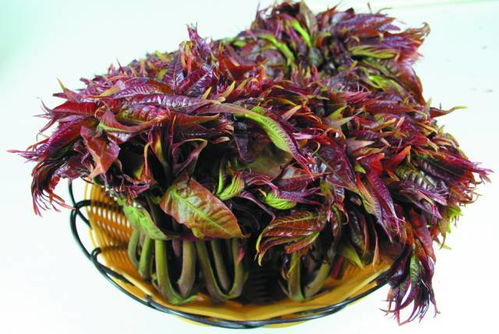 头茬香椿240元1公斤，品味春天的奢华与自然的馈赠
