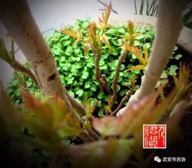 头茬香椿240元1公斤，品味春天的奢华与自然的馈赠