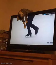 监控还原猫尸塞课桌，一场关于责任与关爱的探讨