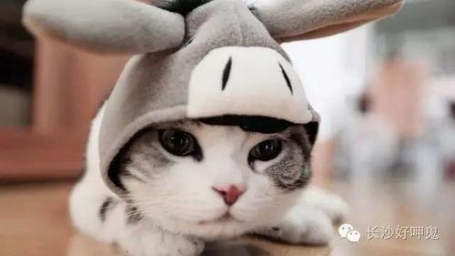 24岁网红猫又又去世，宠物寿命与养护的深思