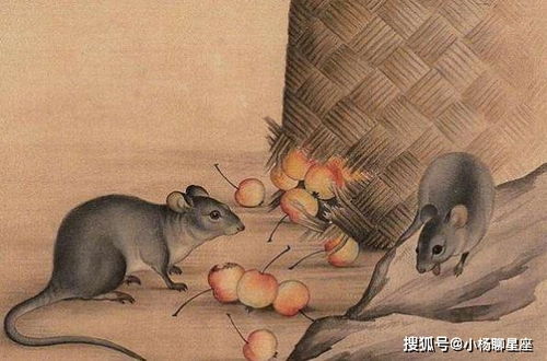 老鼠的节俭之道，揭秘它们如何巧妙存粮