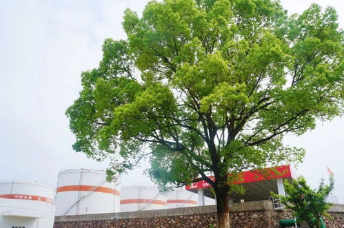 揭秘五金一险，你的钱包保护伞