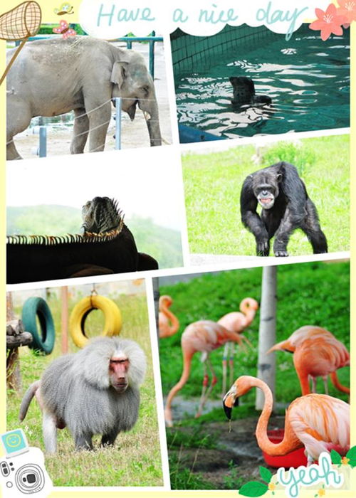 重庆动物园被指偏心，探究动物福利与公众感知的微妙平衡