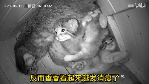 兔狲网红狲尚香去世，一个生命消逝的启示