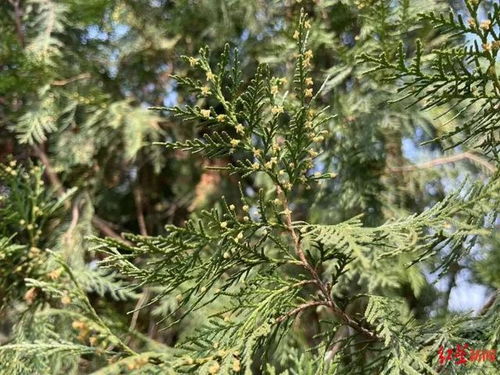 柏树花粉过敏者发声，一场关于自然与健康的温柔抗争