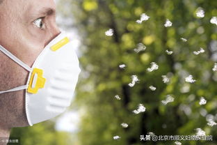 柏树花粉过敏者发声，一场关于自然与健康的温柔抗争