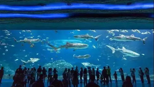 浙江省海洋与渔业局，守护蓝色家园的守护者