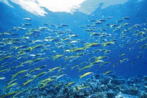 浙江省海洋与渔业局，守护蓝色家园的守护者