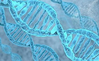 深入探索DNA鉴定，科学、伦理与应用