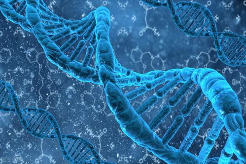 深入探索DNA鉴定，科学、伦理与应用