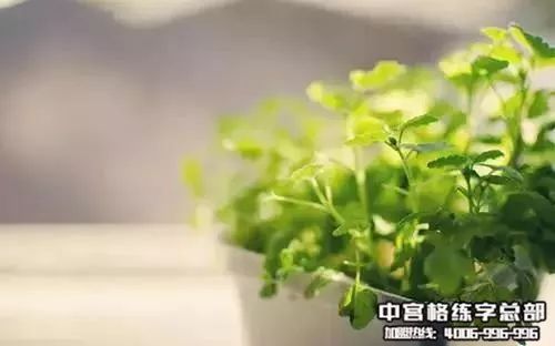 绿色生活，从绿开始，绿化率规定的奥秘与魅力