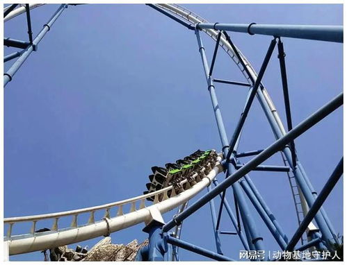 生死一线，过山车事故背后的真相与安全警示