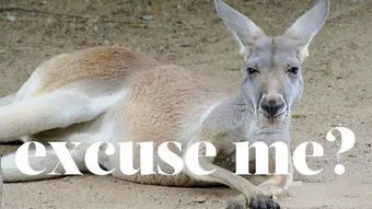 澳大利亚劳务输出，全球舞台上的袋鼠军团