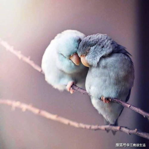 鹦鹉交易背后的法律红线，一起卖鹦鹉案引发的深思