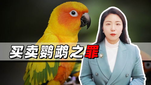 鹦鹉交易背后的法律红线，一起卖鹦鹉案引发的深思
