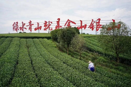 重庆幸运农场，都市中的田园梦，探索城市农业的绿色奇迹