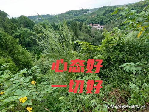 永川区疫情最新动态，防控措施与居民生活指南